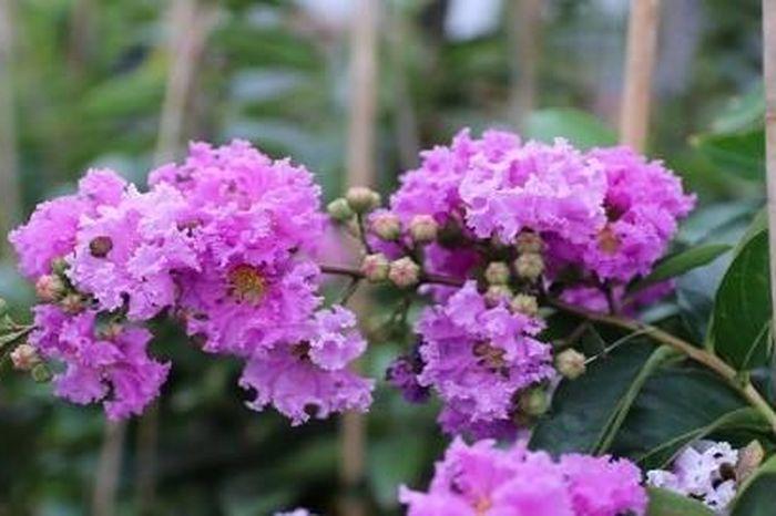 Một phụ nữ lớn tuổi đang mỉm cười đạp xe đạp điện trên con đường rợp bóng cây, thể hiện sự tự do và khỏe khoắn khi sử dụng xe đạp điện cho người già